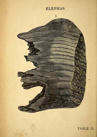 Reproducción/Reproduction 49750675166: The natural history of South Devon :. Plymouth,Printed and published by Jenkin Thomas,1839.. 