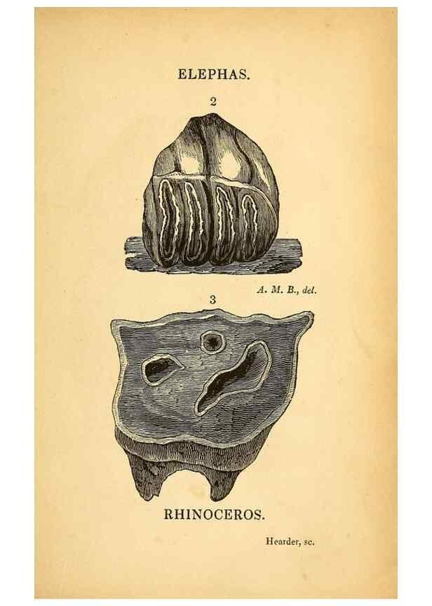Reproducción/Reproduction 49751004177: The natural history of South Devon :. Plymouth,Printed and published by Jenkin Thomas,1839.. 