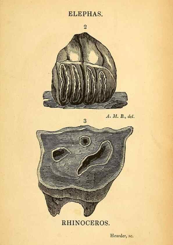 Reproducción/Reproduction 49751004177: The natural history of South Devon :. Plymouth,Printed and published by Jenkin Thomas,1839.. 