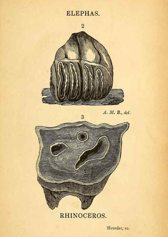 Reproducción/Reproduction 49751004177: The natural history of South Devon :. Plymouth,Printed and published by Jenkin Thomas,1839.. 