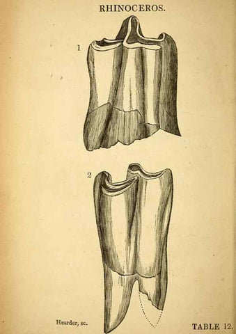 Reproducción/Reproduction 49750676081: The natural history of South Devon :. Plymouth,Printed and published by Jenkin Thomas,1839.. 