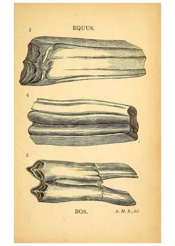 Reproducción/Reproduction 49750136598: The natural history of South Devon :. Plymouth,Printed and published by Jenkin Thomas,1839.. 