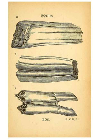 Reproducción/Reproduction 49750136598: The natural history of South Devon :. Plymouth,Printed and published by Jenkin Thomas,1839.. 