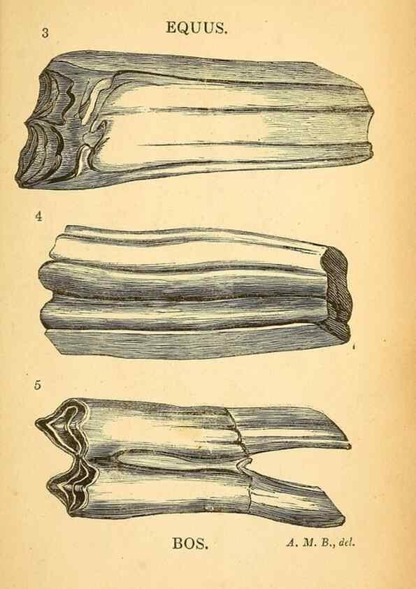 Reproducción/Reproduction 49750136598: The natural history of South Devon :. Plymouth,Printed and published by Jenkin Thomas,1839.. 