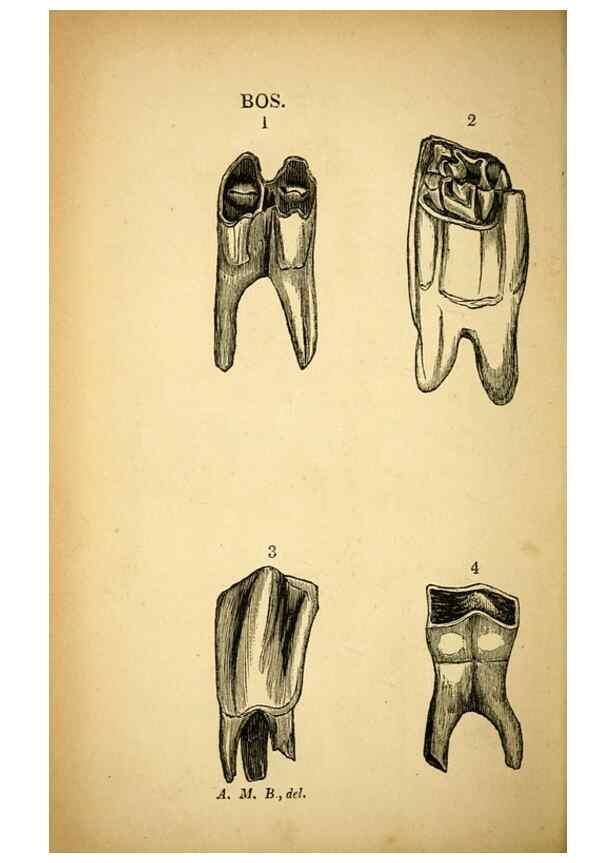 Reproducción/Reproduction 49750136893: The natural history of South Devon :. Plymouth,Printed and published by Jenkin Thomas,1839.. 
