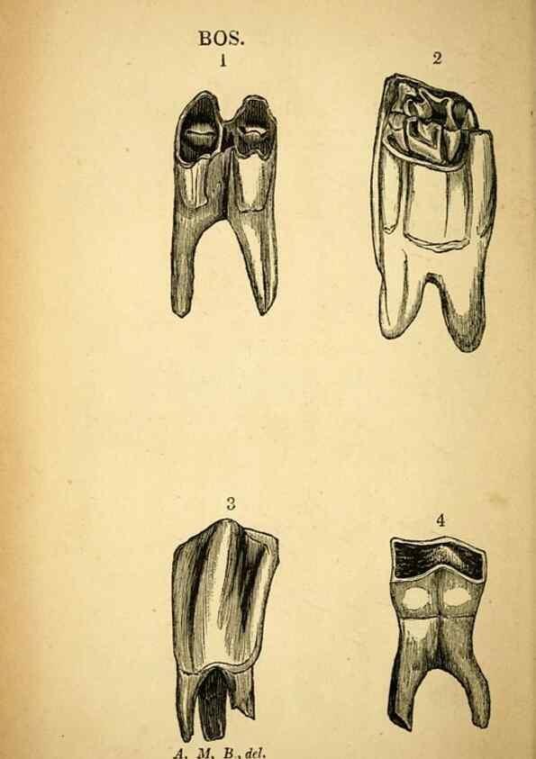 Reproducción/Reproduction 49750136893: The natural history of South Devon :. Plymouth,Printed and published by Jenkin Thomas,1839.. 