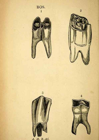 Reproducción/Reproduction 49750136893: The natural history of South Devon :. Plymouth,Printed and published by Jenkin Thomas,1839.. 