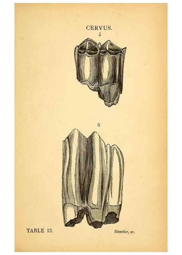 Reproducción/Reproduction 49750677161: The natural history of South Devon :. Plymouth,Printed and published by Jenkin Thomas,1839.. 