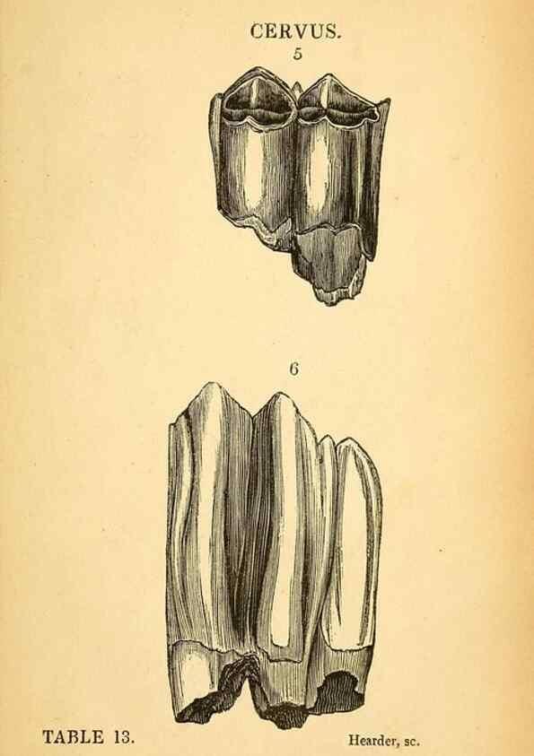 Reproducción/Reproduction 49750677161: The natural history of South Devon :. Plymouth,Printed and published by Jenkin Thomas,1839.. 