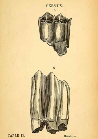 Reproducción/Reproduction 49750677161: The natural history of South Devon :. Plymouth,Printed and published by Jenkin Thomas,1839.. 