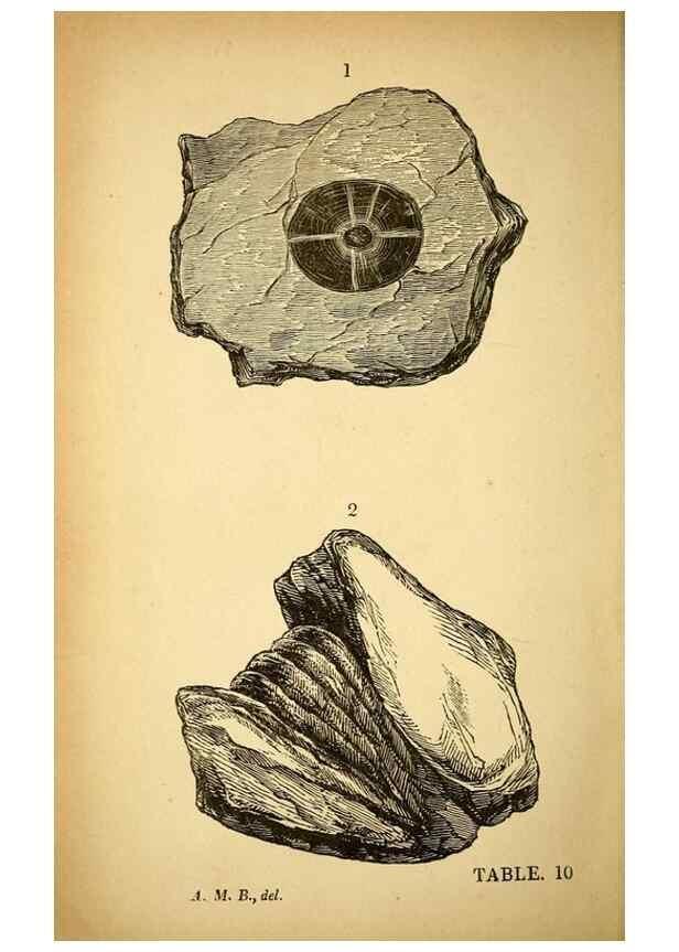 Reproducción/Reproduction 49750674236: The natural history of South Devon :. Plymouth,Printed and published by Jenkin Thomas,1839.. 