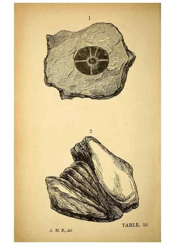 Reproducción/Reproduction 49750674236: The natural history of South Devon :. Plymouth,Printed and published by Jenkin Thomas,1839.. 