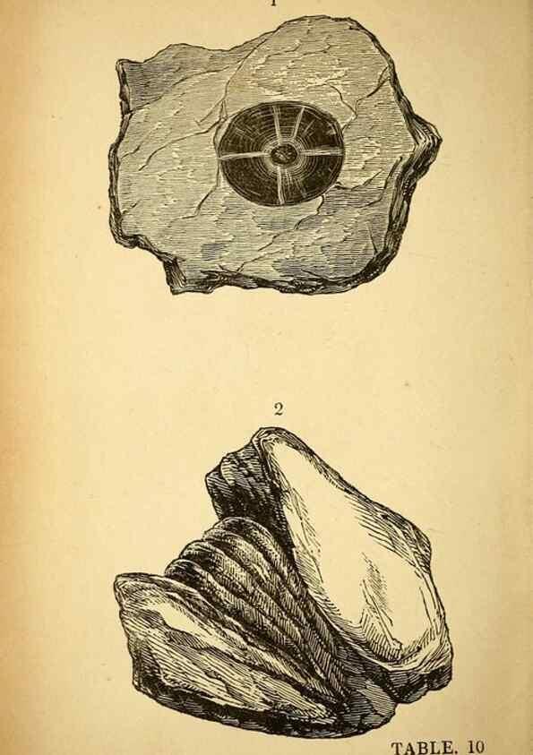 Reproducción/Reproduction 49750674236: The natural history of South Devon :. Plymouth,Printed and published by Jenkin Thomas,1839.. 
