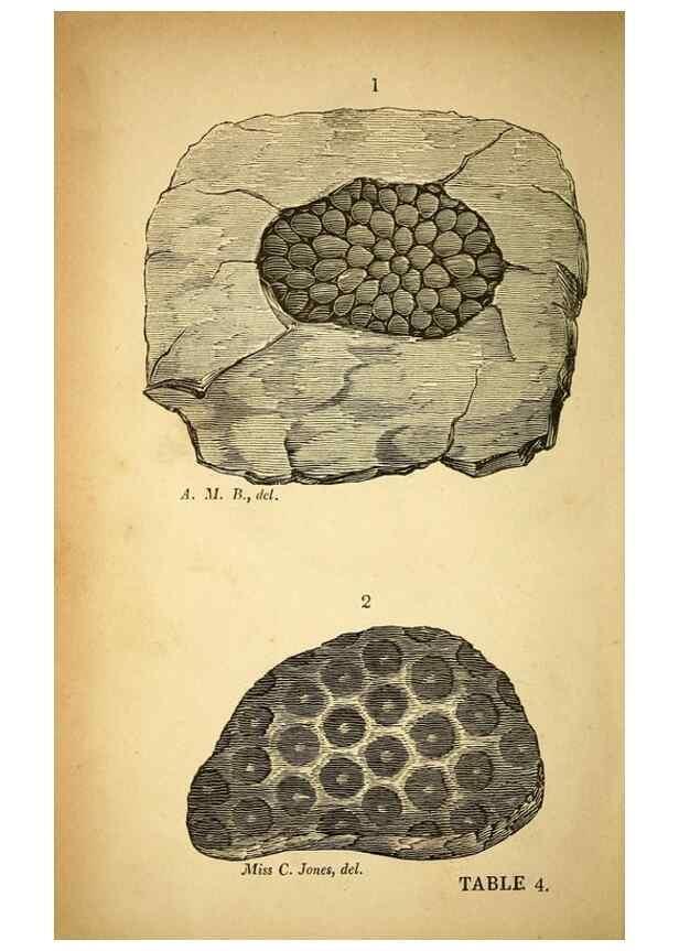 Reproducción/Reproduction 49750671081: The natural history of South Devon :. Plymouth,Printed and published by Jenkin Thomas,1839.. 