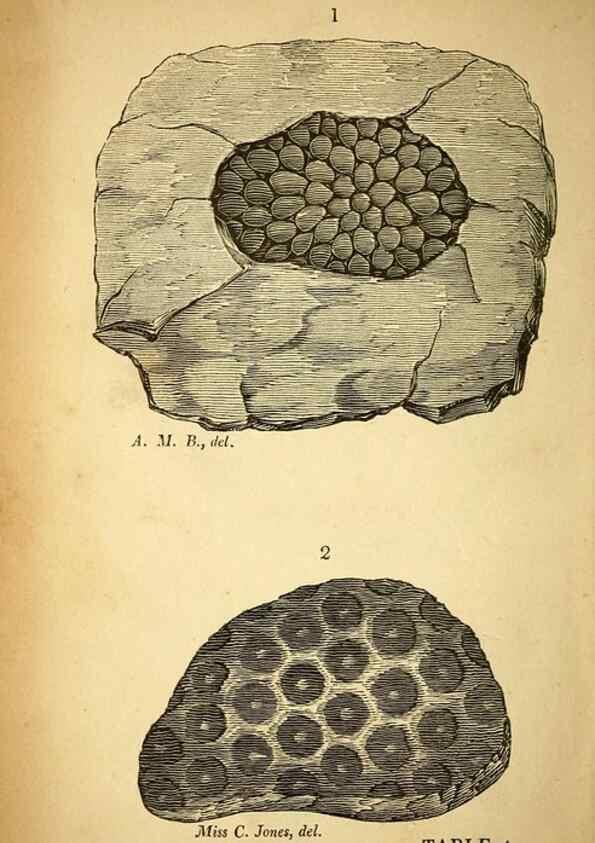 Reproducción/Reproduction 49750671081: The natural history of South Devon :. Plymouth,Printed and published by Jenkin Thomas,1839.. 