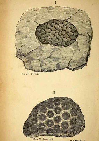 Reproducción/Reproduction 49750671081: The natural history of South Devon :. Plymouth,Printed and published by Jenkin Thomas,1839.. 