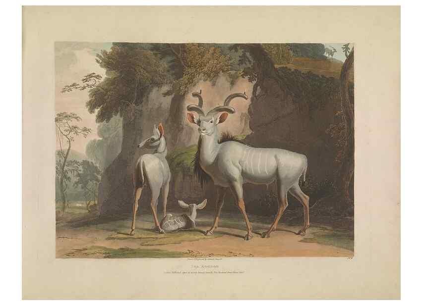 Reproducción/Reproduction 49752707333: [African scenery and animals]. London,1804-05. 