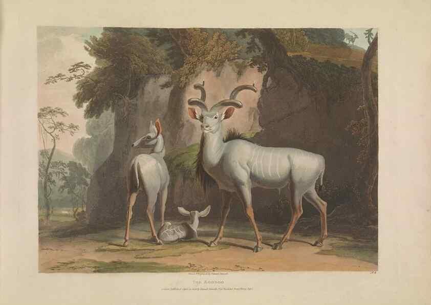 Reproducción/Reproduction 49752707333: [African scenery and animals]. London,1804-05. 