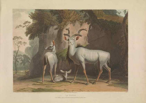 Reproducción/Reproduction 49752707333: [African scenery and animals]. London,1804-05. 
