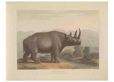 Reproducción/Reproduction 49752713058: [African scenery and animals]. London,1804-05. 