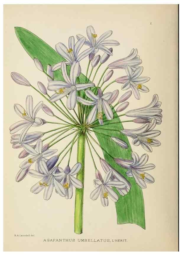 Reproducción/Reproduction 49753682426: The Flowering plants of Africa.. Pretoria [etc.]Botanical Research Institute, Dept. of Agricultural Technical Services, Republic of South Africa.. 