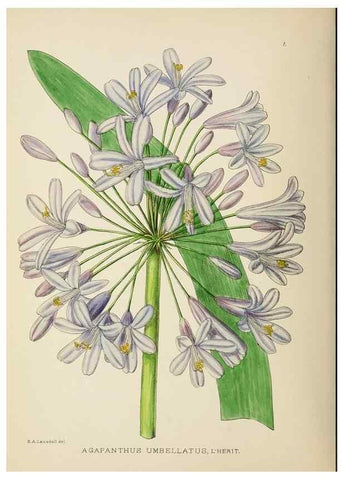 Reproducción/Reproduction 49753682426: The Flowering plants of Africa.. Pretoria [etc.]Botanical Research Institute, Dept. of Agricultural Technical Services, Republic of South Africa.. 