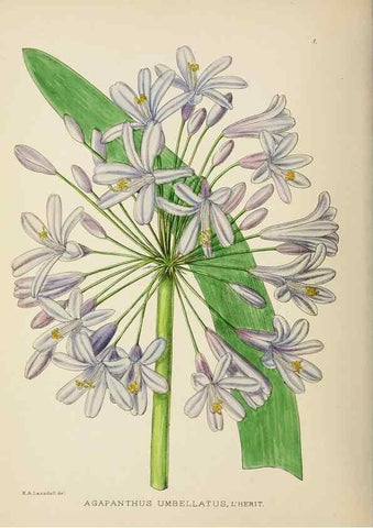 Reproducción/Reproduction 49753682426: The Flowering plants of Africa.. Pretoria [etc.]Botanical Research Institute, Dept. of Agricultural Technical Services, Republic of South Africa.. 