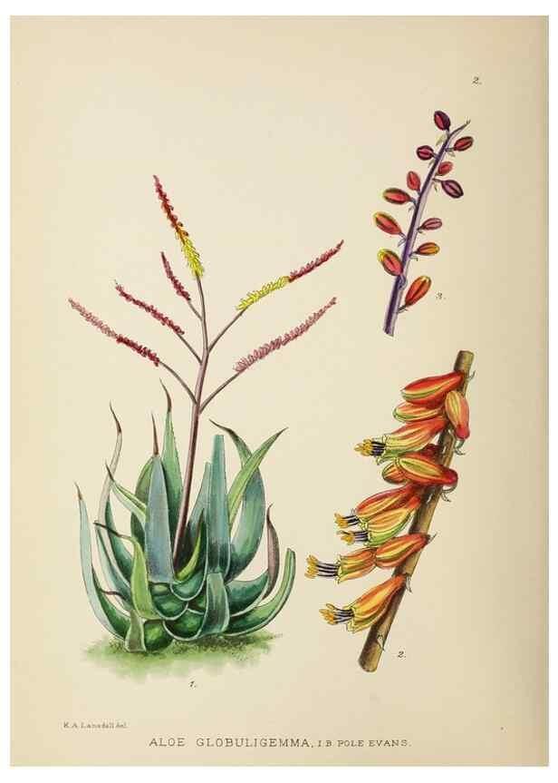Reproducción/Reproduction 49753682626: The Flowering plants of Africa.. Pretoria [etc.]Botanical Research Institute, Dept. of Agricultural Technical Services, Republic of South Africa.. 