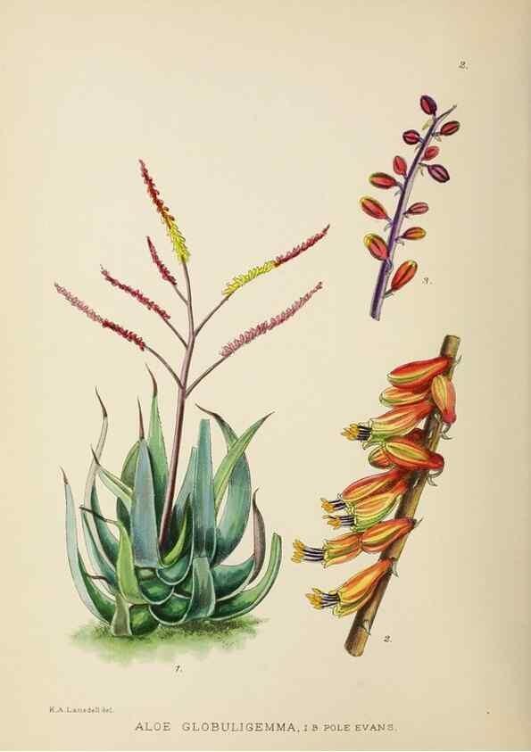 Reproducción/Reproduction 49753682626: The Flowering plants of Africa.. Pretoria [etc.]Botanical Research Institute, Dept. of Agricultural Technical Services, Republic of South Africa.. 
