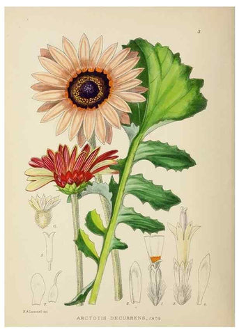 Reproducción/Reproduction 49753682841: The Flowering plants of Africa.. Pretoria [etc.]Botanical Research Institute, Dept. of Agricultural Technical Services, Republic of South Africa.. 