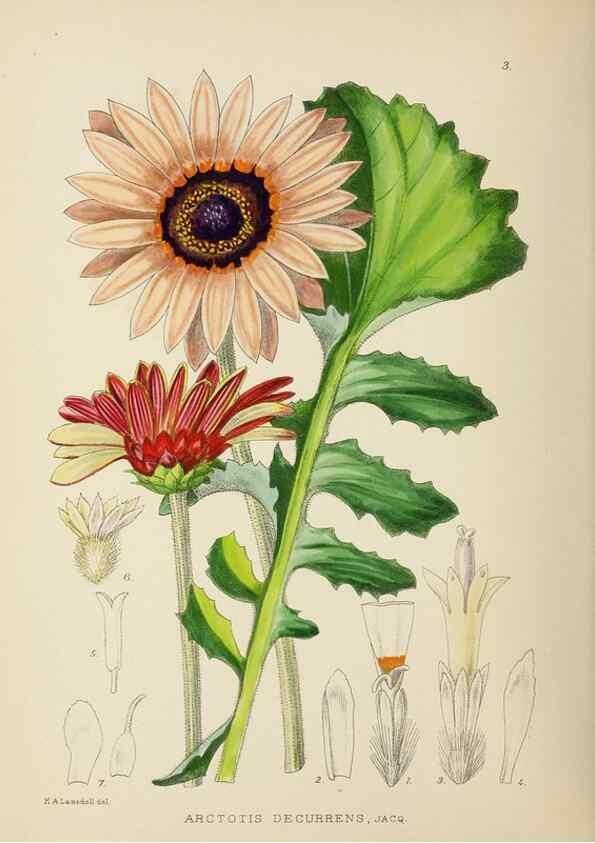 Reproducción/Reproduction 49753682841: The Flowering plants of Africa.. Pretoria [etc.]Botanical Research Institute, Dept. of Agricultural Technical Services, Republic of South Africa.. 