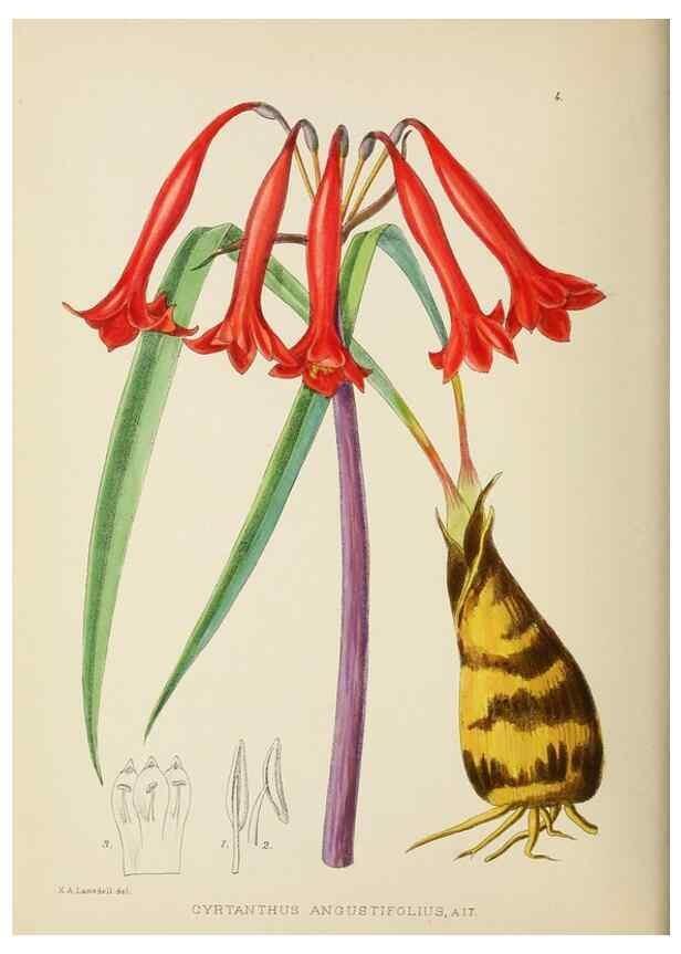 Reproducción/Reproduction 49753683091: The Flowering plants of Africa.. Pretoria [etc.]Botanical Research Institute, Dept. of Agricultural Technical Services, Republic of South Africa.. 