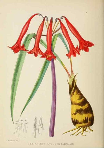 Reproducción/Reproduction 49753683091: The Flowering plants of Africa.. Pretoria [etc.]Botanical Research Institute, Dept. of Agricultural Technical Services, Republic of South Africa.. 