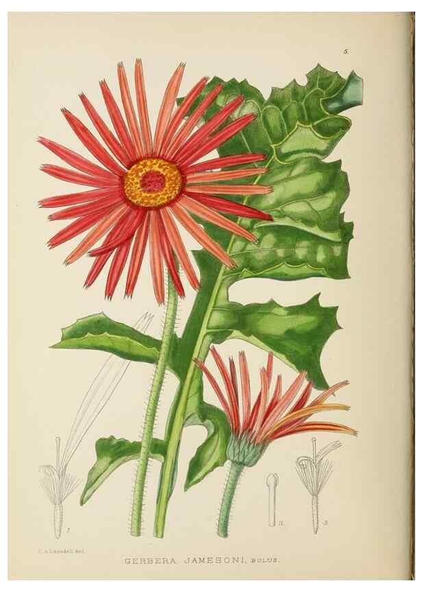 Reproducción/Reproduction 49753149338: The Flowering plants of Africa.. Pretoria [etc.]Botanical Research Institute, Dept. of Agricultural Technical Services, Republic of South Africa.. 