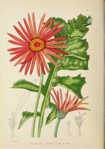 Reproducción/Reproduction 49753149338: The Flowering plants of Africa.. Pretoria [etc.]Botanical Research Institute, Dept. of Agricultural Technical Services, Republic of South Africa.. 