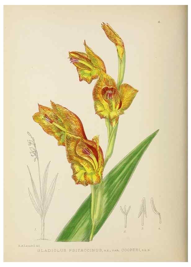 Reproducción/Reproduction 49753683771: The Flowering plants of Africa.. Pretoria [etc.]Botanical Research Institute, Dept. of Agricultural Technical Services, Republic of South Africa.. 
