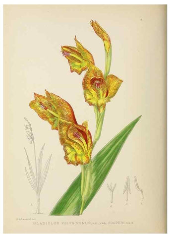 Reproducción/Reproduction 49753683771: The Flowering plants of Africa.. Pretoria [etc.]Botanical Research Institute, Dept. of Agricultural Technical Services, Republic of South Africa.. 