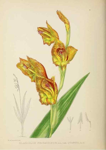 Reproducción/Reproduction 49753683771: The Flowering plants of Africa.. Pretoria [etc.]Botanical Research Institute, Dept. of Agricultural Technical Services, Republic of South Africa.. 