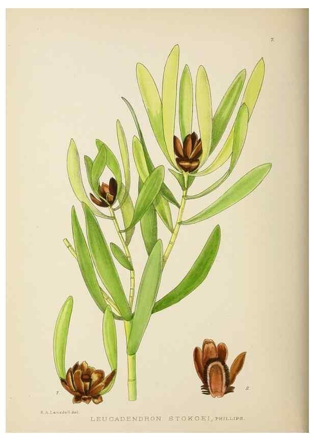 Reproducción/Reproduction 49753149938: The Flowering plants of Africa.. Pretoria [etc.]Botanical Research Institute, Dept. of Agricultural Technical Services, Republic of South Africa.. 