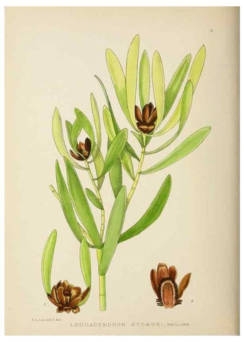 Reproducción/Reproduction 49753149938: The Flowering plants of Africa.. Pretoria [etc.]Botanical Research Institute, Dept. of Agricultural Technical Services, Republic of South Africa.. 
