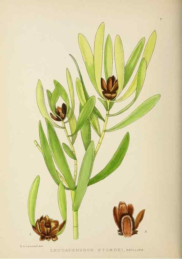 Reproducción/Reproduction 49753149938: The Flowering plants of Africa.. Pretoria [etc.]Botanical Research Institute, Dept. of Agricultural Technical Services, Republic of South Africa.. 