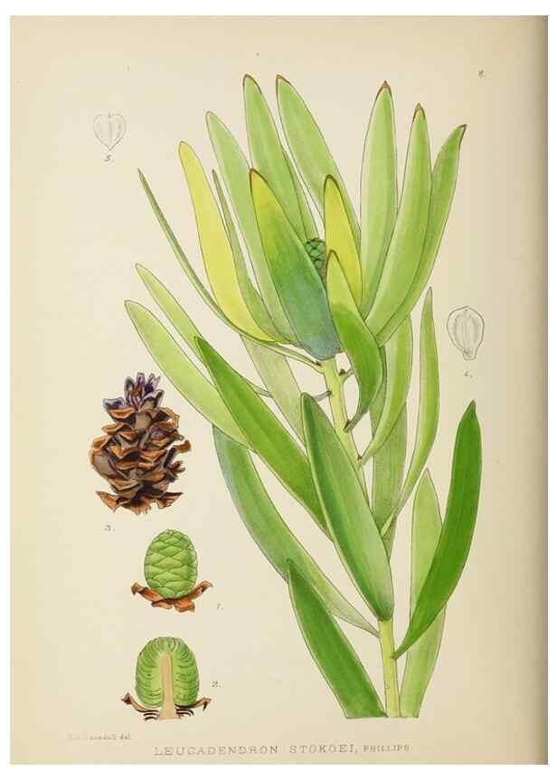 Reproducción/Reproduction 49754021967: The Flowering plants of Africa.. Pretoria [etc.]Botanical Research Institute, Dept. of Agricultural Technical Services, Republic of South Africa.. 
