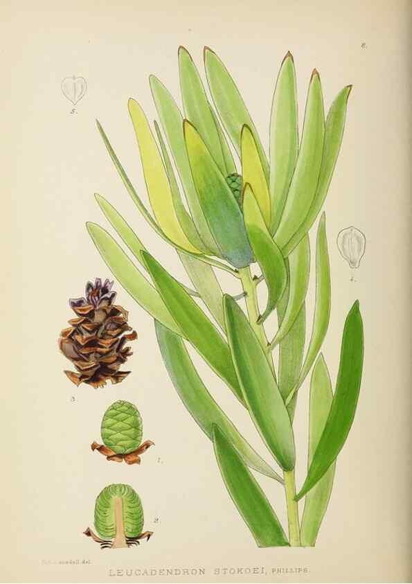 Reproducción/Reproduction 49754021967: The Flowering plants of Africa.. Pretoria [etc.]Botanical Research Institute, Dept. of Agricultural Technical Services, Republic of South Africa.. 