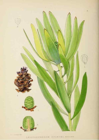 Reproducción/Reproduction 49754021967: The Flowering plants of Africa.. Pretoria [etc.]Botanical Research Institute, Dept. of Agricultural Technical Services, Republic of South Africa.. 