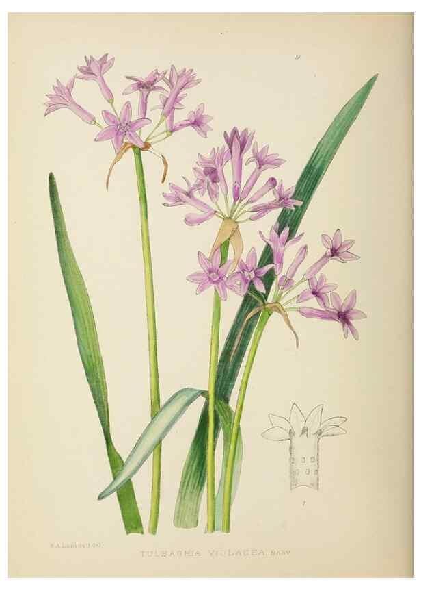 Reproducción/Reproduction 49753150513: The Flowering plants of Africa.. Pretoria [etc.]Botanical Research Institute, Dept. of Agricultural Technical Services, Republic of South Africa.. 