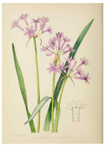 Reproducción/Reproduction 49753150513: The Flowering plants of Africa.. Pretoria [etc.]Botanical Research Institute, Dept. of Agricultural Technical Services, Republic of South Africa.. 