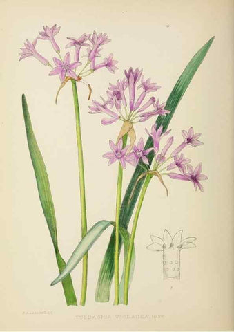 Reproducción/Reproduction 49753150513: The Flowering plants of Africa.. Pretoria [etc.]Botanical Research Institute, Dept. of Agricultural Technical Services, Republic of South Africa.. 