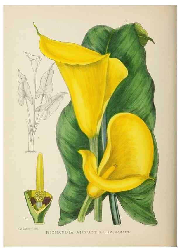 Reproducción/Reproduction 49753684951: The Flowering plants of Africa.. Pretoria [etc.]Botanical Research Institute, Dept. of Agricultural Technical Services, Republic of South Africa.. 