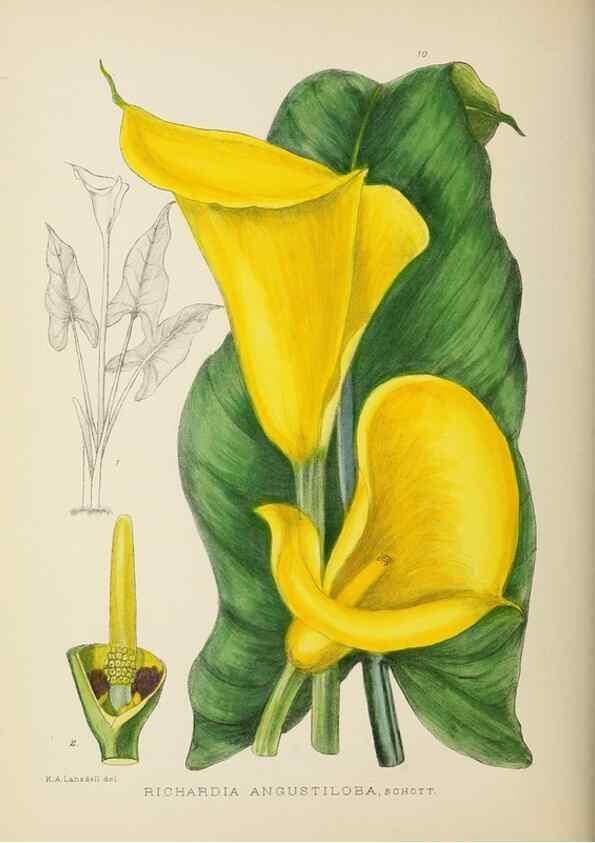 Reproducción/Reproduction 49753684951: The Flowering plants of Africa.. Pretoria [etc.]Botanical Research Institute, Dept. of Agricultural Technical Services, Republic of South Africa.. 
