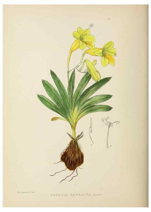 Reproducción/Reproduction 49753151078: The Flowering plants of Africa.. Pretoria [etc.]Botanical Research Institute, Dept. of Agricultural Technical Services, Republic of South Africa.. 